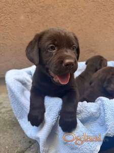 Cokoladni labrador